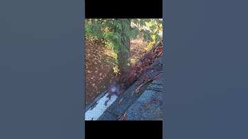 Are gutter guards worth it!  #asmr #guttercleaning #cleaning #satisfying #shorts #shortvideo