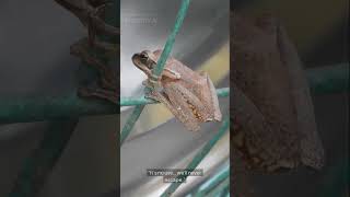 The Hopeful Frog 🐸 | Never Give Up – Short Moral Story for Kids  #kidsvideo #kids