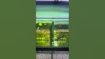 Cá lau kính hay cá lô kiếng #Shorts