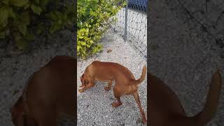 1000's of years of hunting instincts 🤣 Ember Vizsla and the key deer herd