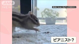 まるでピアニスト！ベートーベンさながら…リズミカルにマットたたく　リスさん何を？【羽鳥慎一モーニングショー】(2023年12月28日)