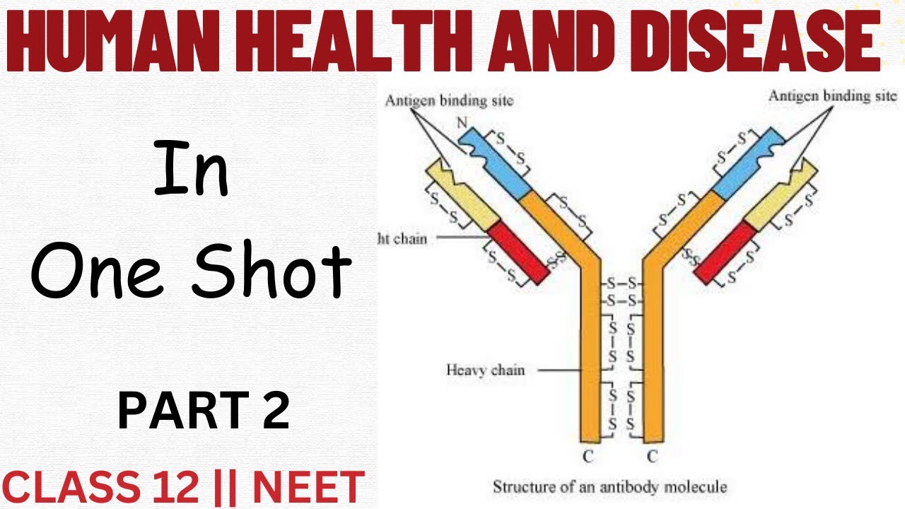 Human Health and Disease Class 12 One Shot | PART 2 | NEET ...