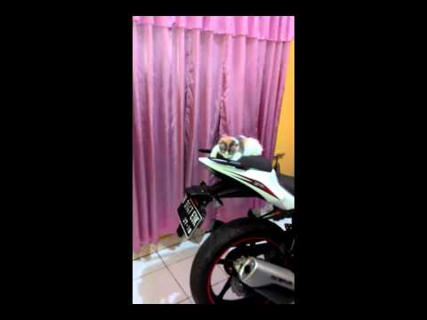 Kucing Anggora Kitten 3 bulan