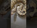 Superfly Chocolate Ball Python Morph Showcase | Stunning Designer Snake!