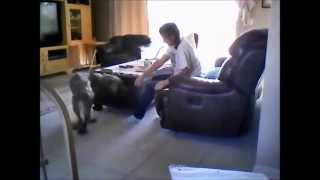 Rescued German Shepherd fostering by Nancy Taylor 133 views 9 years ago 2 minutes, 42 seconds
