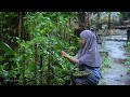 Hidup Di Desa | Membuat Minuman Cincau dari cau bandung