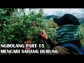 Mengerikan Saat Ngebolang Sarang Burung Cendet Pentet Malah Mendapatkan Burung Aneh Dan Mengerikan Mp3 - Mp4 Download