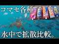 サビキ釣りで使う［タイプの異なるアミコマセ各種］拡散の様子を水中カメラで比較していると魚が無限沸き