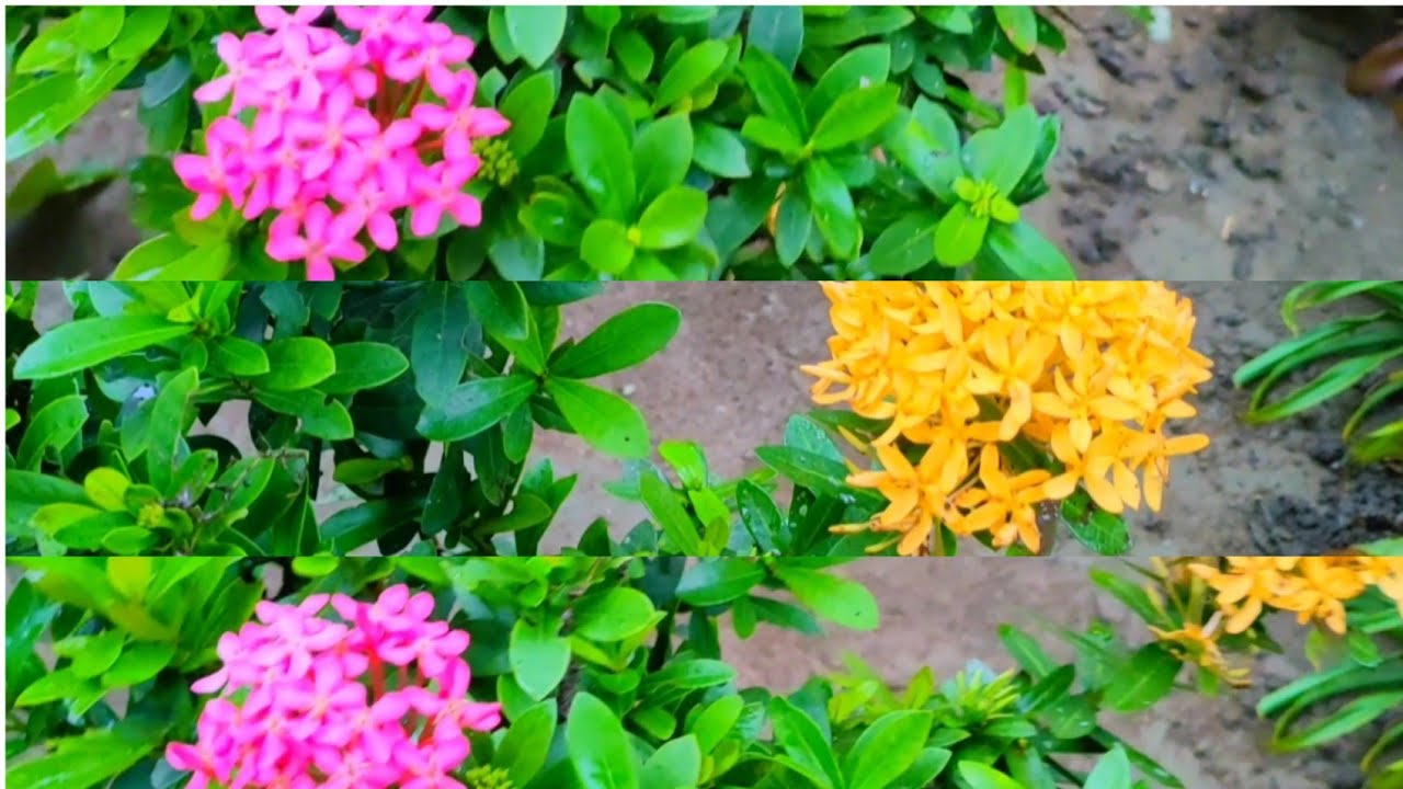 MOST CHEAP OUTDOOR PLANTS NA NABILI//GAANO NGA BA ITO KAMURA! NA BAKA