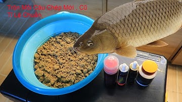 Cách Trộn Mồi Thơm Câu Đài Câu Cá Chép Mới Và Chép Cũ Hiệu Qủa Bằng Bộ Chép Lục Hương Tỉ Lệ Chuẩn