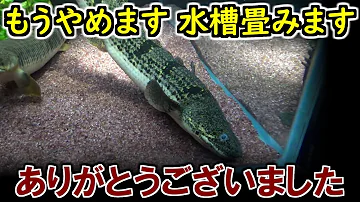 ブラックゴーストこんゆう