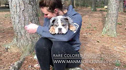CRAZY COLORED DOG; Blue Tri Merle Rare Colored English Bulldog Puppy ; ManMade’s “Cosmo”