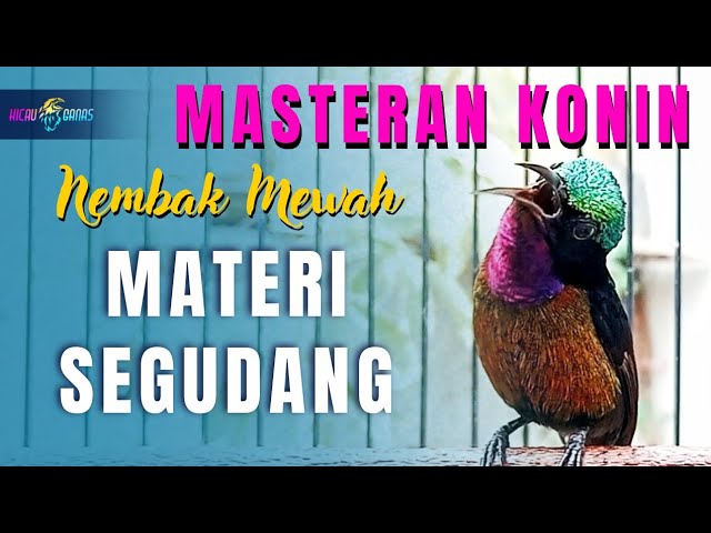 MASTERAN KONIN FULL ISIAN TEMBAKAN MEWAH - KOLIBRI NINJA FULL MATERI PILIHAN class=