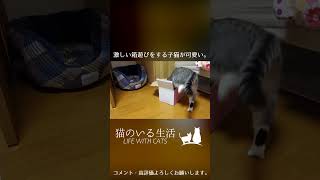 激しい箱遊びをする子猫が可愛い。 #Shorts
