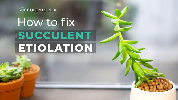 BEGINNER TIPS: HOW TO FIX SUCCULENT ETIOLATION | WHY SUCCULENT IS LEGGY OR STRETCHED?
