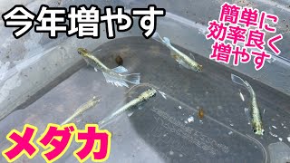 効率よく簡単に大量にメダカを増やす方法！今年増やすメダカは○○！メダカ睡蓮ビオトープ