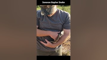 Sonoran Gopher Snake