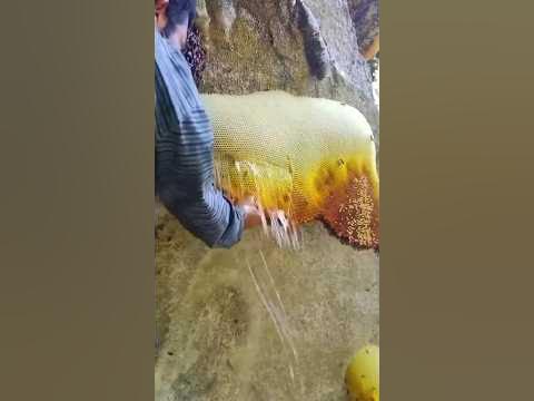 Дикий мёд диких пчёл - YouTube