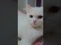 Playtime Of My Persian Cat#persian #ytshorts #ytshortsindia #billu #persiancat