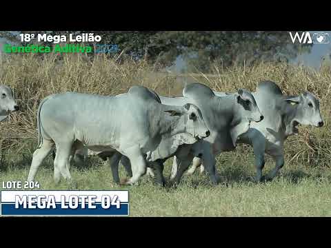 LOTE 204 - MEGA LOTE - 18º MEGA LEILÃO GENÉTICA ADITIVA 2021