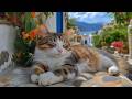 12 Hours Of Video For Cats Gentle Focus Scenes Cat TV Calming Music For Cats Mind Ease No Ads 