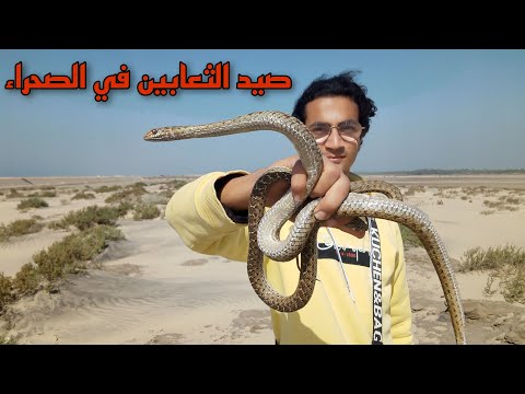 أخطر مغامرة صيد الثعابين في الصحراء 