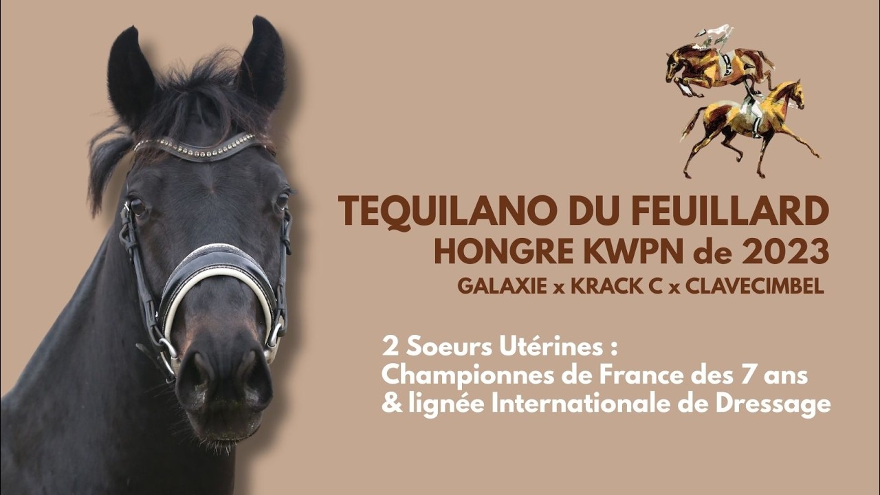 TEQUILANO DU FEUILLARD, Hongre KWPN de 2023 par GALAXIE x KRACK C