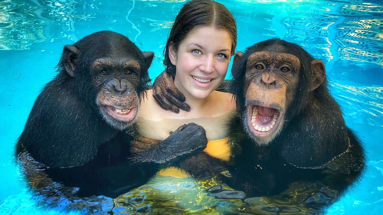 Can Gorillas Swim Animal Hype