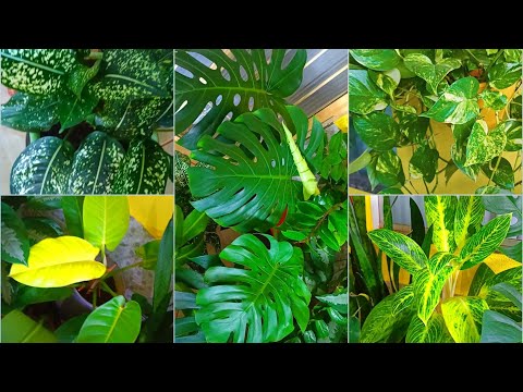 Plantas Para Você Cultivar Na Varanda / Sacada / Ambiente Sem Sol Quais plantas escolher para sua varanda? hqdefault