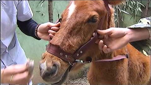 Nghề xiếc ngựa