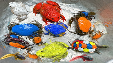 Kem Ốc và cua Chanel lái xe công nông chở con cua, cua xanh, cua cam, con ếch, ếch vàng, rùa màu sắc