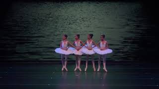 four little swans (MSDA)