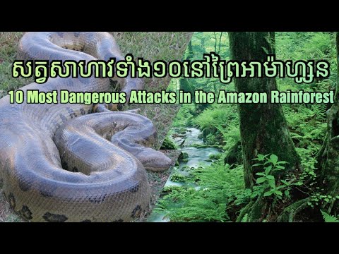 សត្វដ៏កាចសាហាវទាំង១០ប្រភេទនៅព្រៃអាម៉ាហ្សូន | Top 10 Most Dangerous Animals in the Amazon Rainforest