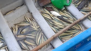 VNQT | Đi Siệt Mùa Nước Nổi Dính Được Bầy Sâm Đất Quá Khủng | TT-365