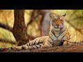 Documentary on tiger conservation and the project in india