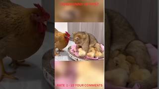 VERY FUNNY CHICHEN AND CAT- Shorts-Funny Shorts Video viral cat animals subscribe