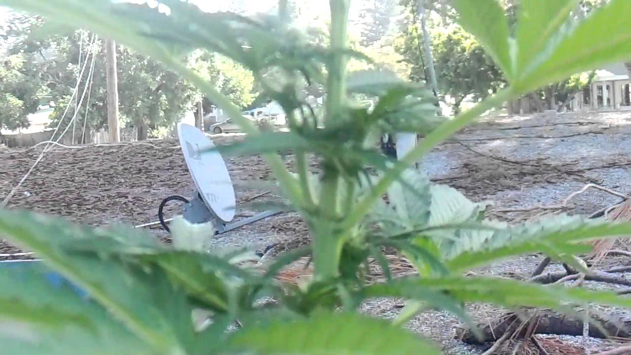 cannabis flowering.MP4