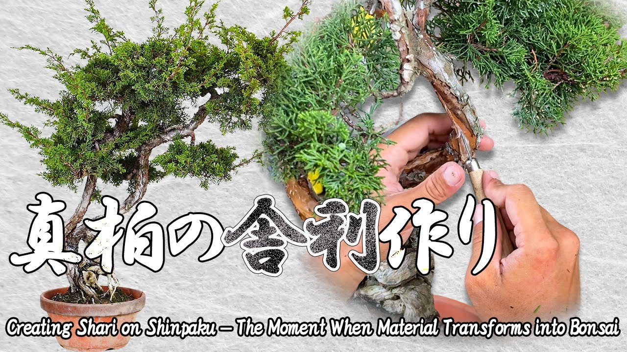 真柏の舎利作り～素材から盆栽へ、生まれ変わる瞬間～