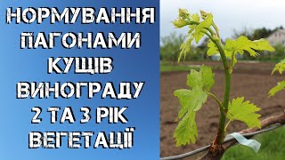 Нормування пагонами молодих кущів винограду 2 та 3 рік вегетації