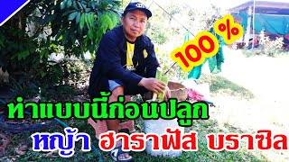 เจาะ เทคนิค ก่อนจะปลูกหญ้าฮาราฟัส บราซิล รับรองเกิด 100 เปอร์เซน