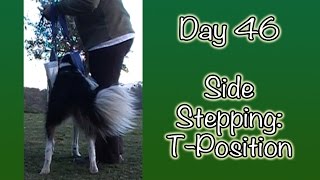 Day 46: Side Stepping in the T-Position