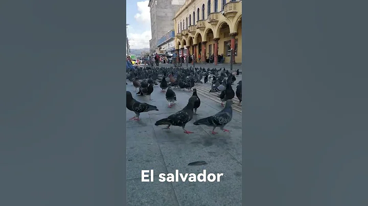 la Dalia plaza Libertad