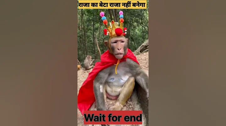 monkey funny videos 😂😂 | #shorts #funny #monkey #ytshorts @MrBeast