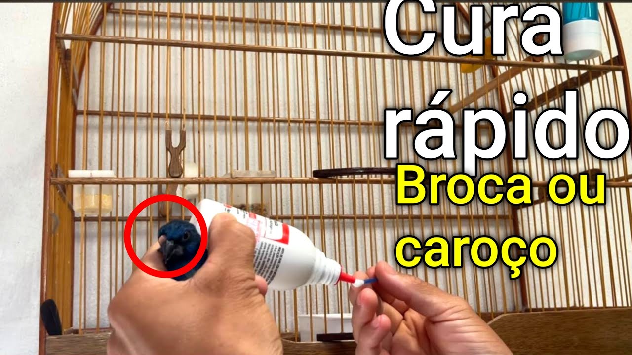 Como Tratar de forma rápida Broca de bico Ou CAROÇO nos PÁSSAROS
