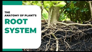 The Hidden Secrets of Plant Root Systems Exposed!