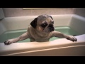 お風呂でパニック！パグをお風呂に入れてみた！Pug