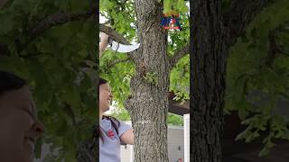 Ever wondered what it takes to be an Arborist? Much, much more than this 😅🌳🪚
Happy Arbor Day, Plano! 🌳 Ever wondered what it’s like to be an Arborist with the City of Plano? In Episode 17 of Labor of Love, we step into the role and get a hands-on look at tree care with Plano Parks and Recreation.
Our Urban Forester Marc Beaudoing shows us what proper pruning really takes and why caring for Plano’s tree canopy is such important work.
If you’re looking for a hands-on career outdoors, this could be your path. Apply to be a City of Plano Arborist: share.plano.gov/ArboristJob Ever wondered what it takes to be an Arborist? Much, much more than this 😅🌳🪚