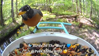 ☕🐦 Morning Coffee With Birds In The ’Burg | LIVE Nature Sounds | Williamsburg, VA 🌿 #BIRDFY