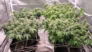 Wedding Cake Grow - Day 35 of Flower