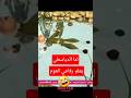 مقطع نادر لدياسطي بيعلم رفاعي السباحة صريخ ضحك بسنت ودياسطي مقطع نادر لدياسطي بيعلم رفاعي السباحة صريخ ضحك بسنت ودياسطي